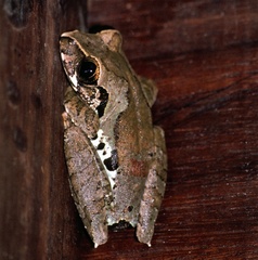 Leptopelis calcaratus image