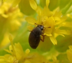 Heterhelus