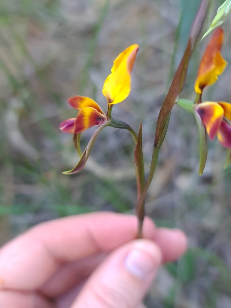 Diuris magnifica