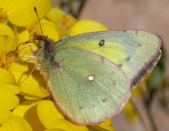 Colias philodice eriphyle