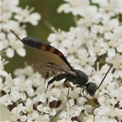 Gasteruption assectator