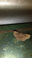 Azeta repugnalis