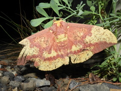 Eacles imperialis pini