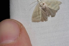 Earias paralella