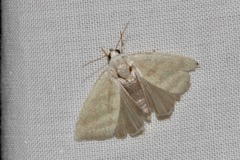 Earias paralella