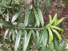 Podocarpus nakaii