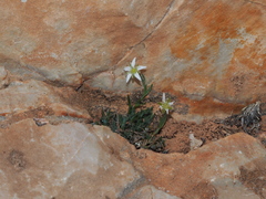 Moehringia glaucovirens