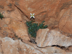 Moehringia glaucovirens