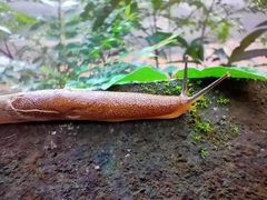 Mariaella dussumieri