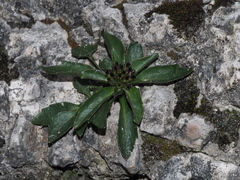 Physoplexis comosa