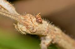 Bactrododema
