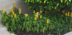 Pachystachys lutea