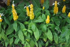 Pachystachys lutea