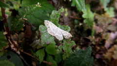 Scopula propinquaria