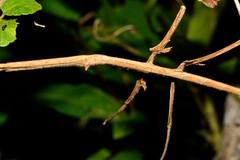 Bactrododema
