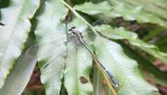 Leptogomphus sauteri