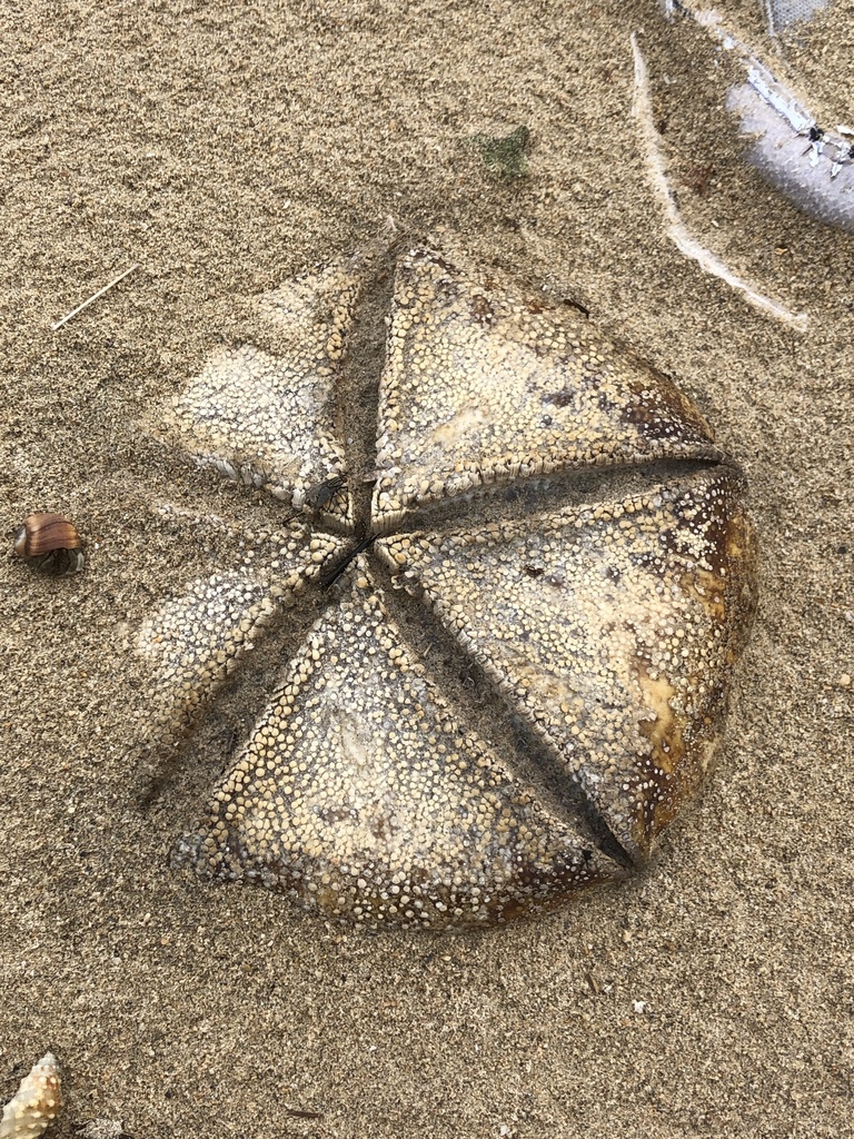 Cushion star