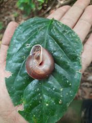 Quantula