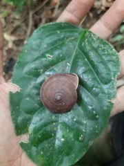 Quantula