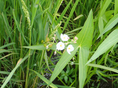 Sagittaria trifolia