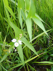 Sagittaria trifolia