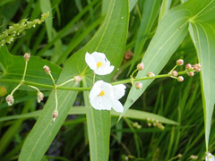 Sagittaria trifolia