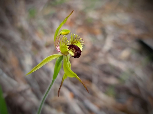 Image of Caladenia crebra by (c) Cal Wood, some rights reserved (CC BY)