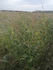 Lithospermum officinale