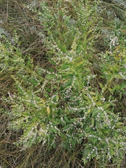 Lithospermum officinale
