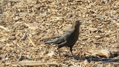 Euphagus cyanocephalus
