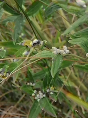 Lithospermum officinale