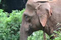 Elephas maximus