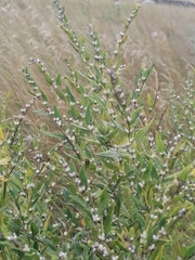 Lithospermum officinale