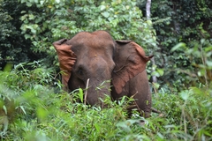 Elephas maximus
