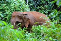 Elephas maximus