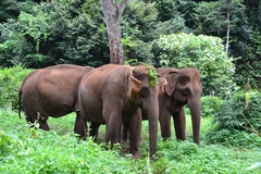 Elephas maximus
