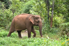 Elephas maximus