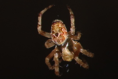 Salsa brisbanae