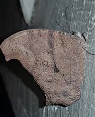 Melanitis leda bankia