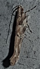 Anatrachyntis rileyi