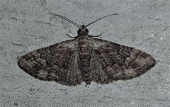 Mnesiloba eupitheciata