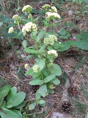 Hylotelephium maximum