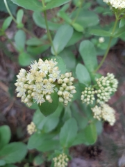 Hylotelephium maximum