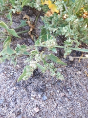 Atriplex longipes praecox