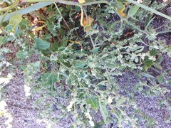 Atriplex longipes praecox