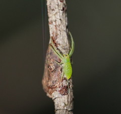 Cetratus rubropunctatus