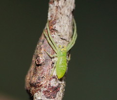 Cetratus rubropunctatus