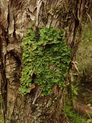 Lobaria adscripta