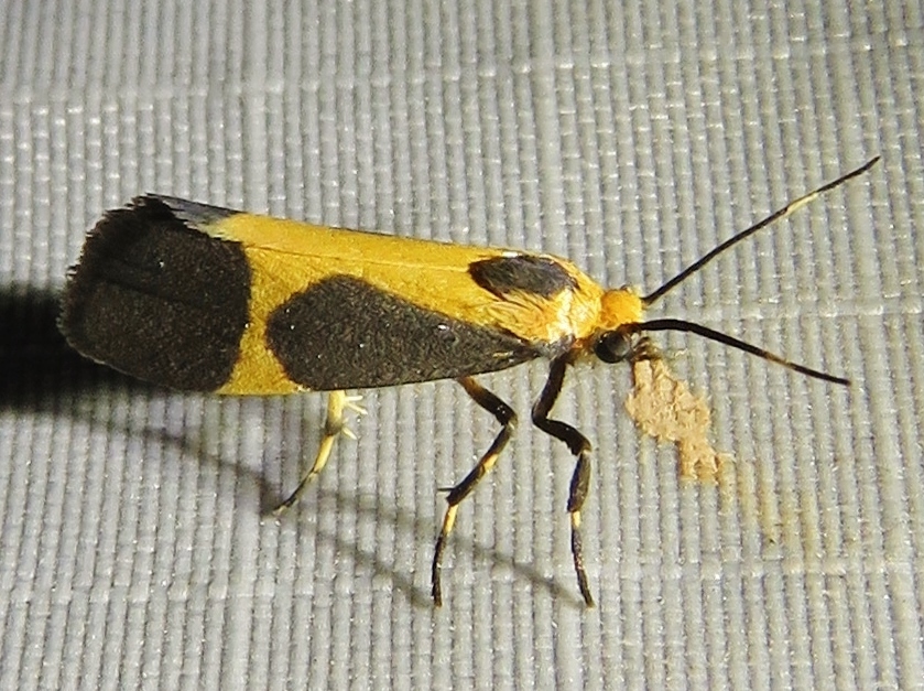 Kentucky Lichen Moth