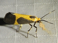 Cisthene kentuckiensis